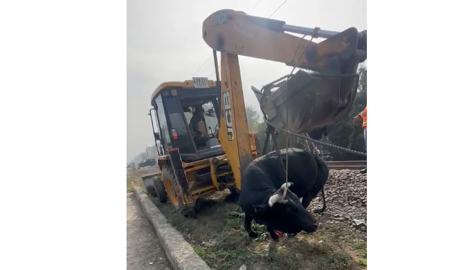 सड़कों से अस्पताल तक: मोहाली में गौ सेवकों की सेवा से बच रही गायों की जान