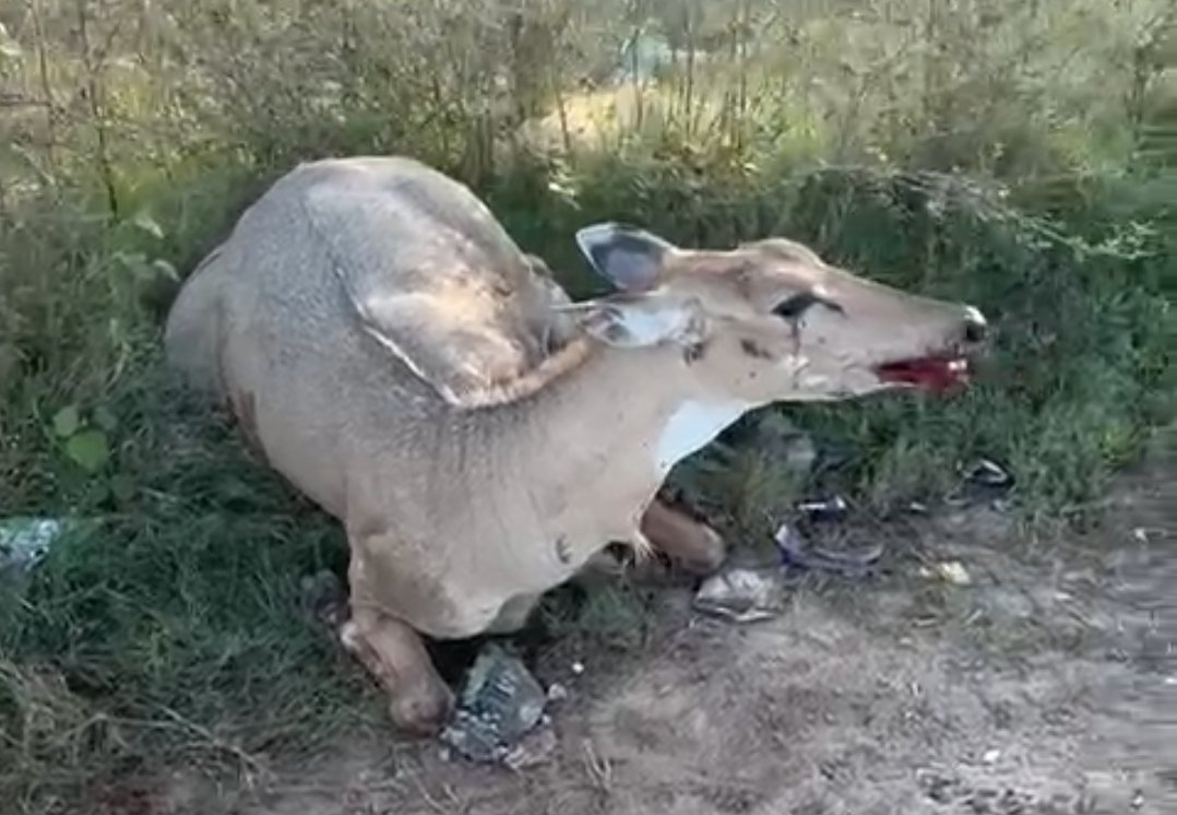 मोहाली में भीषण हादसा: एयरपोर्ट के पास तेज रफ्तार कार से टकराई नीलगाय, वाहन क्षतिग्रस्त